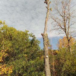 M&S Tree Service