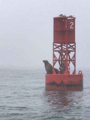 Whale's Tail Charters by null
