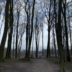 Nationalpark Königsstuhl - Wald