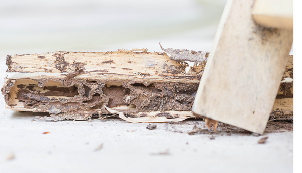 Sharp Town Termite Removal Experts