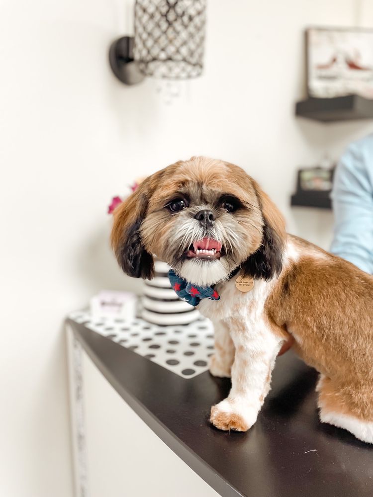 PET SALON OF BEND Updated August 2024 22 Photos & 30 Reviews 875