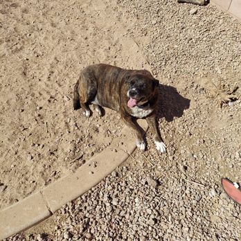 1st Pet Veterinary Centers - North Valley - Veterinarians Near Me - Phoenix, Arizona 1st Pet Veterinary Centers - North Valley - Veterinarians Near Me - Phoenix, Arizona