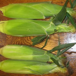 Srybny Farms - Srybny Farm corn (top) vs Farmers Market corn (bottom)