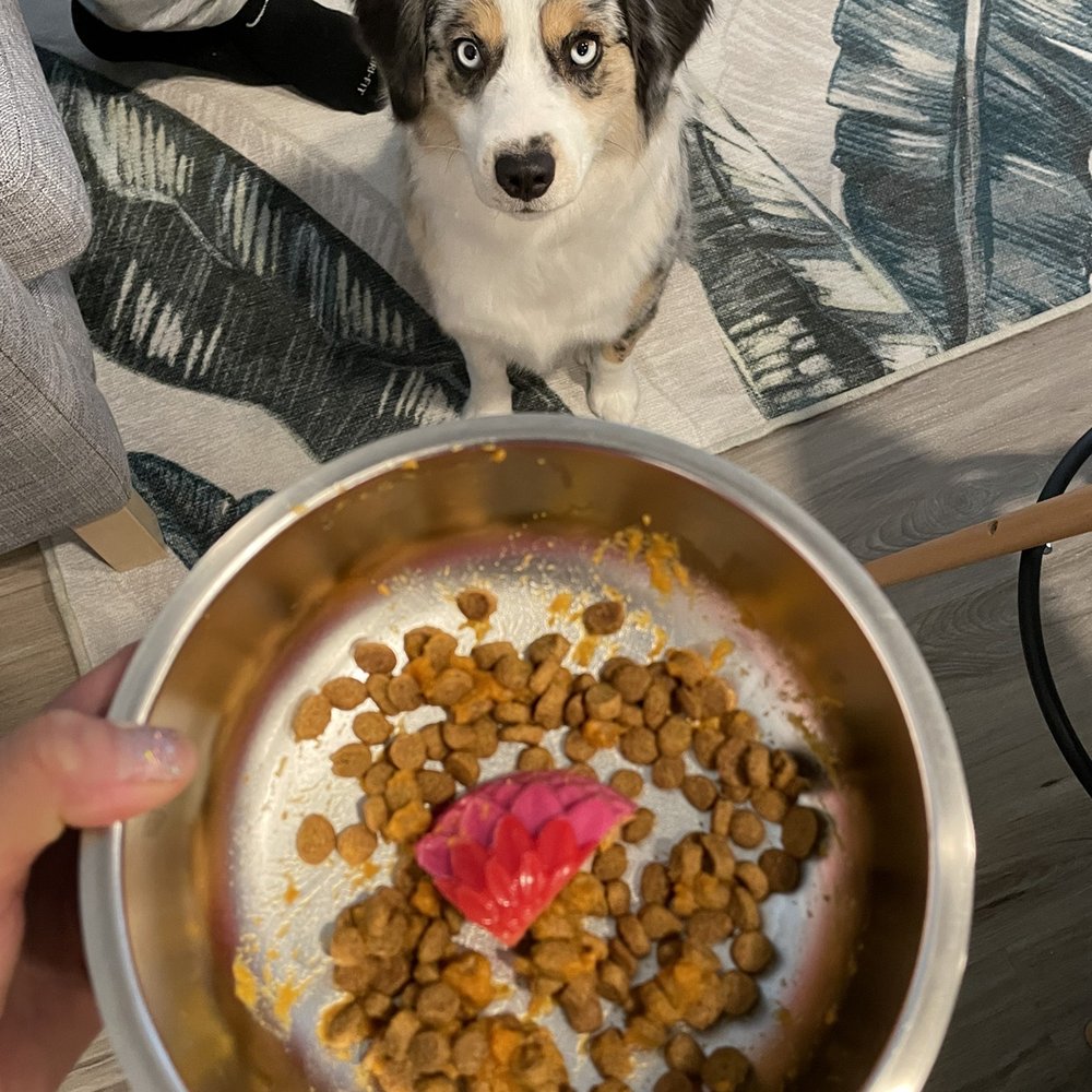 Mishka - She gets a quarter as a topper with her meal. - Pet Stores Near Me - San Francisco, California Mishka - She gets a quarter as a topper with her meal. - Pet Stores Near Me - San Francisco, California