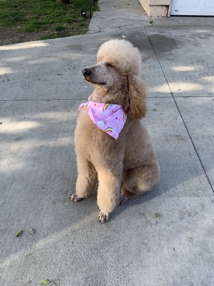 MEJIAS PET GROOMING 150 Photos & 143 Reviews 325 S Harbor Blvd, La