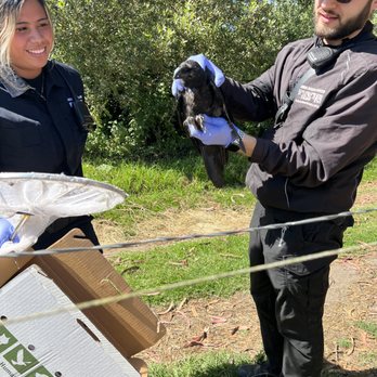Peninsula Humane Society & SPCA - PHS team rescuing an injured Raven! - Animal Shelters Near Me - Burlingame, California Peninsula Humane Society & SPCA - PHS team rescuing an injured Raven! - Animal Shelters Near Me - Burlingame, California