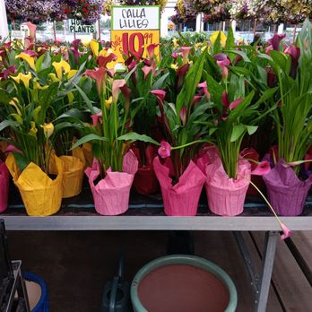 Carpinito Brothers - Nurseries & Gardening Near Me - Kent, Washington Carpinito Brothers - Nurseries & Gardening Near Me - Kent, Washington