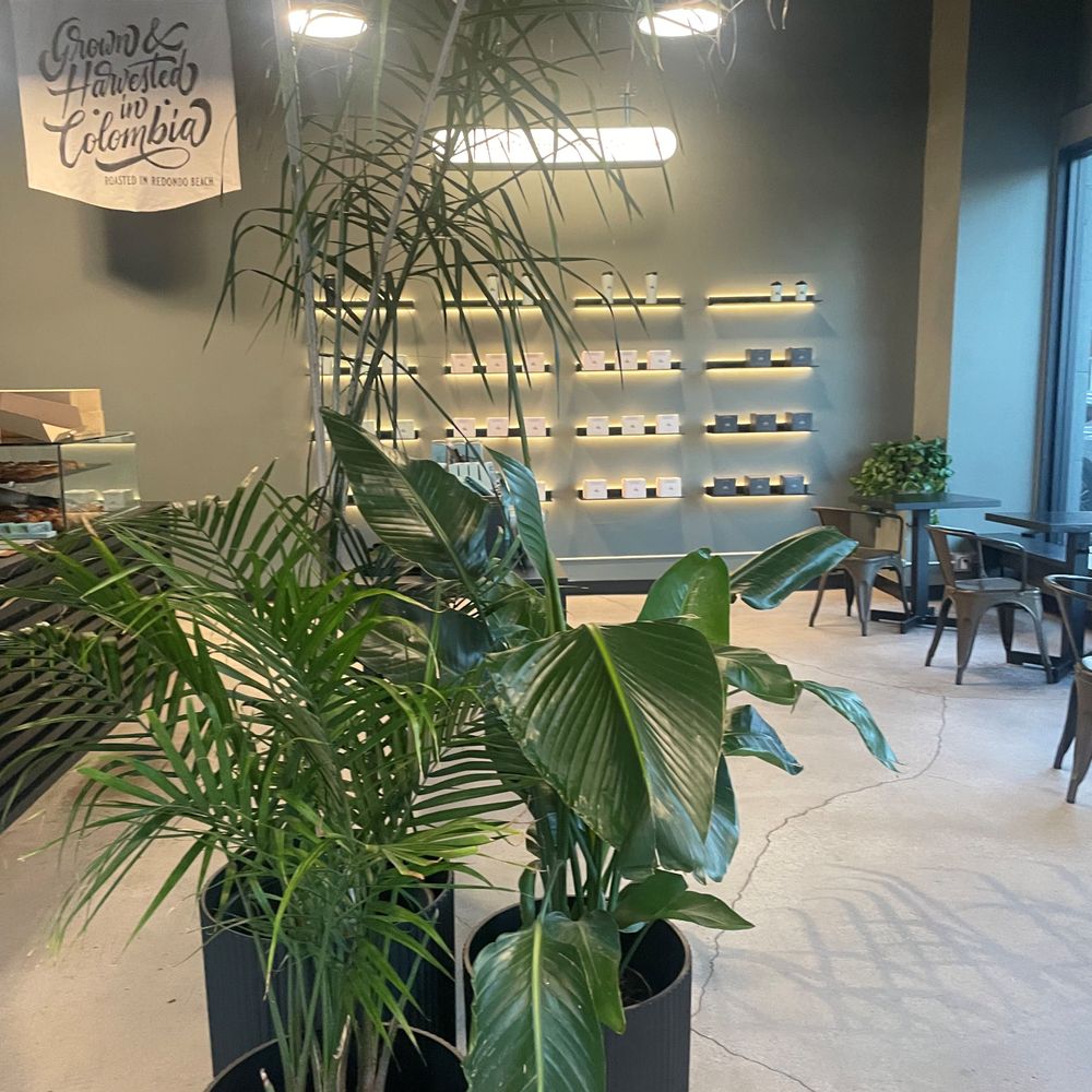 The Boy & The Bear - Lots of plants inside. - Coffee & Tea Near Me - Pasadena, California The Boy & The Bear - Lots of plants inside. - Coffee & Tea Near Me - Pasadena, California