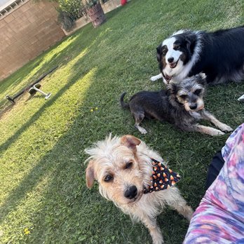 Anaheim Prancing Pups - Pet Groomers Near Me Anaheim Prancing Pups - Pet Groomers Near Me