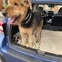 Photo of R Dog Grooming