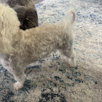 Puppy Luv - Completely shaved. Legs were to be left long. No hair left on tail. - Pet Groomers Near Me - Federal Way, Washington Puppy Luv - Completely shaved. Legs were to be left long. No hair left on tail. - Pet Groomers Near Me - Federal Way, Washington