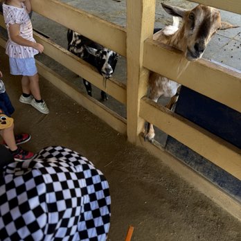 River Street Ranch - Petting Zoos Near Me - San Juan Capistrano, California River Street Ranch - Petting Zoos Near Me - San Juan Capistrano, California