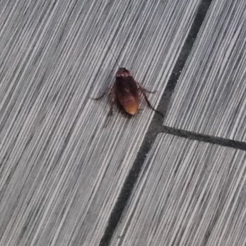 Creamistry - Let staff know multiple times about this nasty roach and ignored me and gave me a dirty look for saying something. I won't be back - Ice Cream & Frozen Yogurt Near Me - Dallas, Texas Creamistry - Let staff know multiple times about this nasty roach and ignored me and gave me a dirty look for saying something. I won't be back - Ice Cream & Frozen Yogurt Near Me - Dallas, Texas