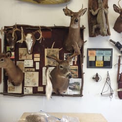 TAXIDERMY by John Youngaitis
