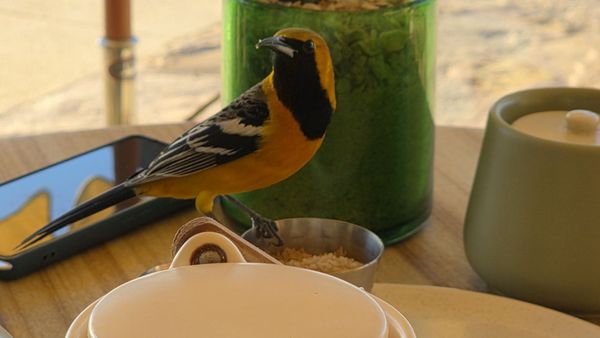 Don Manuel's by null