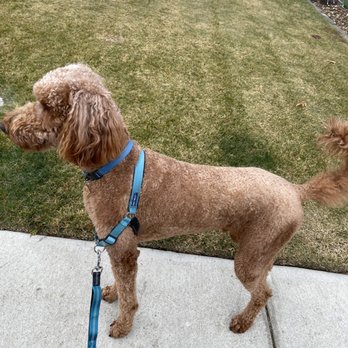 Pampered Pet Grooming & Spa - After Groom! 5 stars! Soft, clean, and even! - Archie 70lb Goldendoodle - Pet Groomers Near Me - Tracy, California