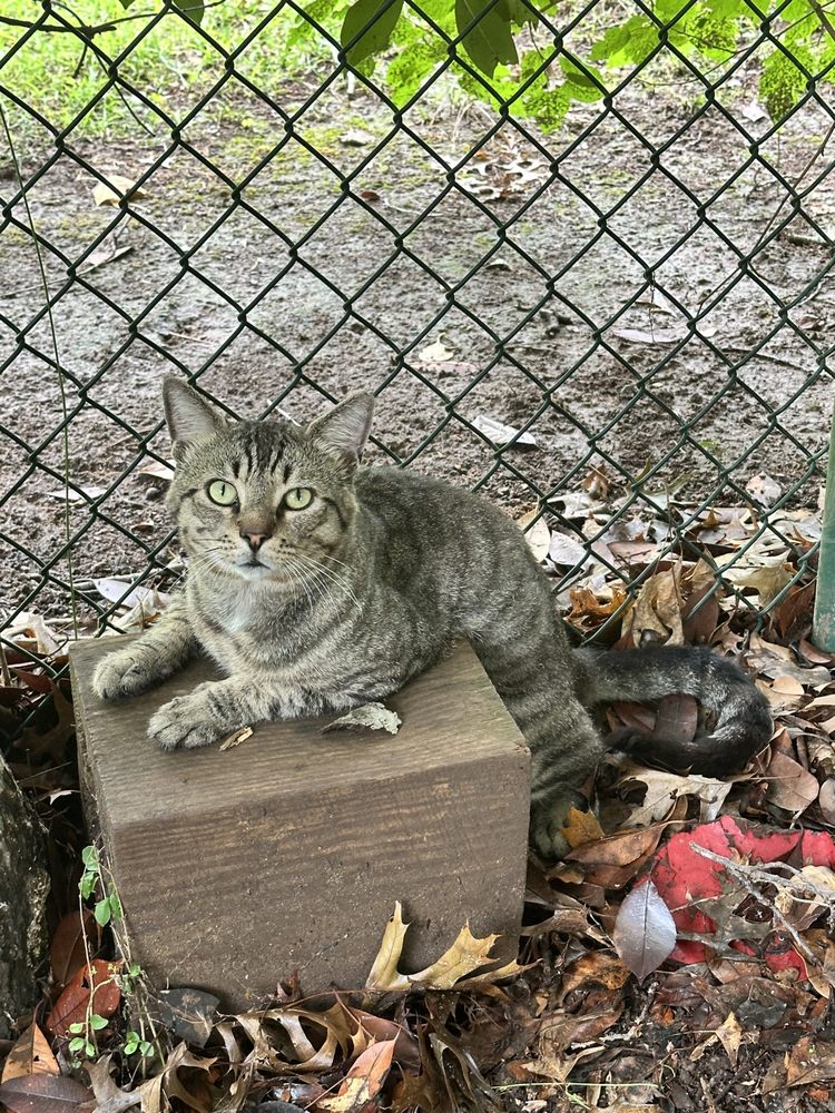 Kayli's Baby Cat Sitting - pet boarding facility in Virginia Beach, VA