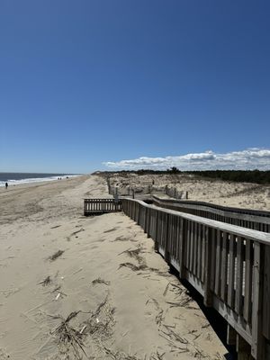 Cape Henlopen State Park by null