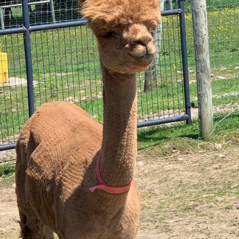 Buck Brook Alpacas - Attraction Farms Near Me - Roscoe, New York Buck Brook Alpacas - Attraction Farms Near Me - Roscoe, New York
