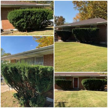 Moore's Lawn Care - Before and After - Bush Trimming - Tree Services Near Me Moore's Lawn Care - Before and After - Bush Trimming - Tree Services Near Me