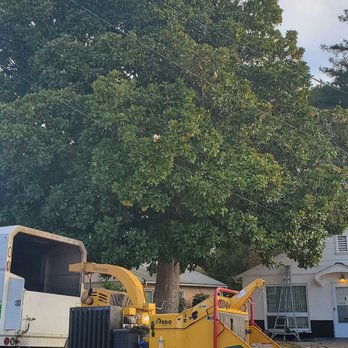 Hernandez Tree Service - Tree Services Near Me - Castro Valley, California