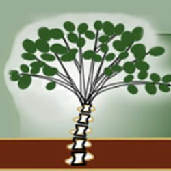 Palo Brea Pain & Rehabilitation.
