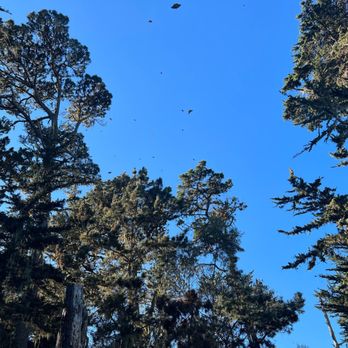 Monarch Grove Sanctuary - Parks Near Me - Pacific Grove, California Monarch Grove Sanctuary - Parks Near Me - Pacific Grove, California