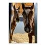 Littleton Equine Medical Center