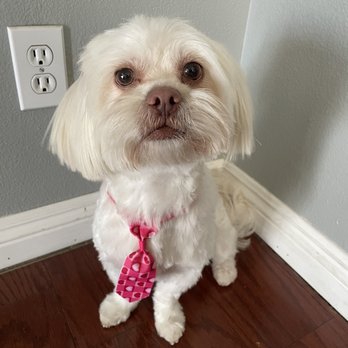 Doggie Spa - Pet Groomers Near Me - Corona, California