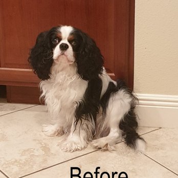 Whiskers Pet Grooming - Before cut - Pet Groomers Near Me - Deland, Florida Whiskers Pet Grooming - Before cut - Pet Groomers Near Me - Deland, Florida