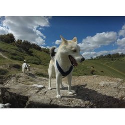 Brighton Dog Adventures