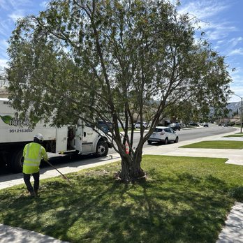 ELM Tree Care - (After) Bottlebrush tree neatly trimmed and a crew member cleaning up. - Tree Services Near Me - Temecula, California ELM Tree Care - (After) Bottlebrush tree neatly trimmed and a crew member cleaning up. - Tree Services Near Me - Temecula, California
