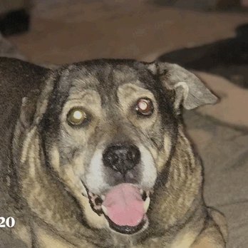 Willits Animal Hospital - Thor my 19 year old baby! I miss you! - Veterinarians Near Me - Willits, California Willits Animal Hospital - Thor my 19 year old baby! I miss you! - Veterinarians Near Me - Willits, California