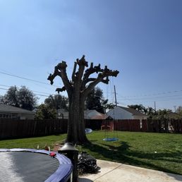 Freshly cut tree. Freshly cut tree.