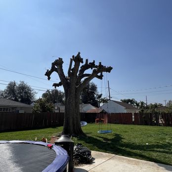 Arevalo Tree Service and Landscape - Freshly cut tree. - Tree Services Near Me Arevalo Tree Service and Landscape - Freshly cut tree. - Tree Services Near Me