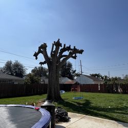 Arevalo Tree Service and Landscape - Freshly cut tree.