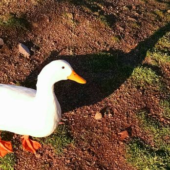 Green Valley Park - Duck. - Playgrounds Near Me - Payson, Arizona Green Valley Park - Duck. - Playgrounds Near Me - Payson, Arizona