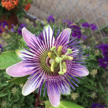 Pat's Plants - Passion flower - Nurseries & Gardening Near Me - Grand Prairie, Texas Pat's Plants - Passion flower - Nurseries & Gardening Near Me - Grand Prairie, Texas