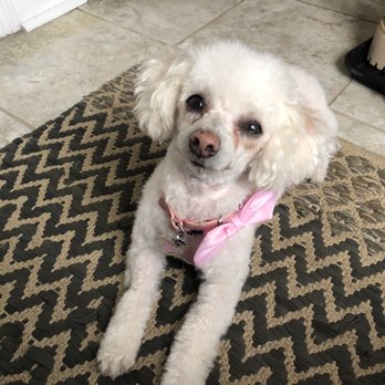 Grooming Zoomies - Pet Groomers Near Me - Glendale Heights, Illinois Grooming Zoomies - Pet Groomers Near Me - Glendale Heights, Illinois