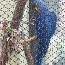 Beautiful parrot