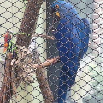 Audubon Zoo - Beautiful parrot - Aquariums Near Me - New Orleans, Louisiana