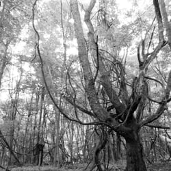 Deer Lick Conservation Area - A tree that wouldn't look out of place in a horror movie.