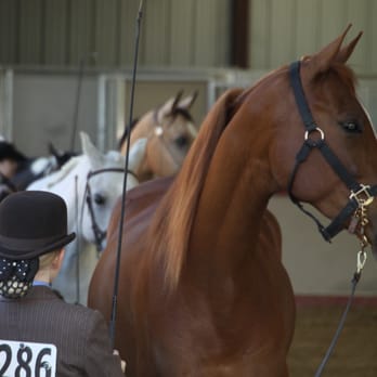 Earthquake Arabians - Horseback Riding Near Me - Brentwood, California Earthquake Arabians - Horseback Riding Near Me - Brentwood, California