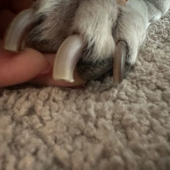 Pampered Pet Grooming & Spa - Nails not filed after trimmed - Pet Groomers Near Me - Tracy, California