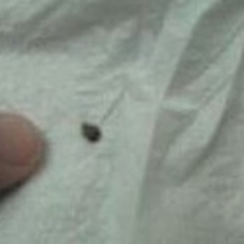 Midland Inn - Bed bug found on bed alive - Hotels Near Me - Midland, Texas Midland Inn - Bed bug found on bed alive - Hotels Near Me - Midland, Texas