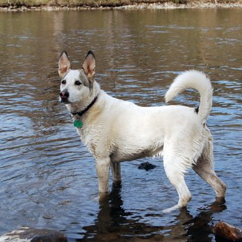 Secret Lake Dog Training - Pet Training Near Me Secret Lake Dog Training - Pet Training Near Me