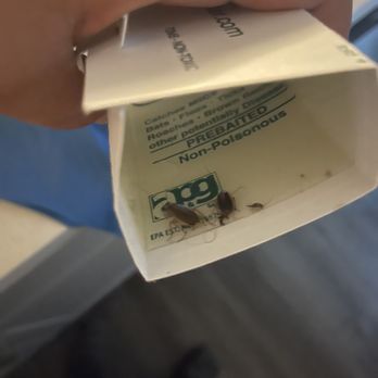 The Landmark - Roaches caught in non toxic monitor - Apartments Near Me - Lodi, California