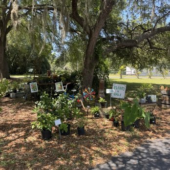 Antique City Mall - plants for sale - Thrift Stores Near Me - Micanopy, Florida Antique City Mall - plants for sale - Thrift Stores Near Me - Micanopy, Florida