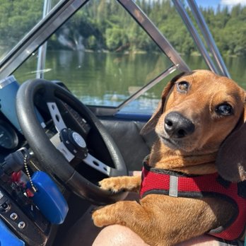Burney Veterinary Hospital - Blue havin a day on Lake Britton. - Veterinarians Near Me - Burney, California Burney Veterinary Hospital - Blue havin a day on Lake Britton. - Veterinarians Near Me - Burney, California