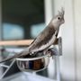 Photo of Palenzuela Feed Pet Store